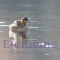 delucine-IMG 2092