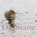 delucine-IMG 3337