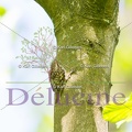 delucine-IMG 0474
