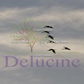 delucine-IMG 1739