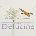 delucine-IMG 2863