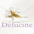 delucine-IMG 3065