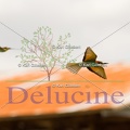 delucine-IMG 3318