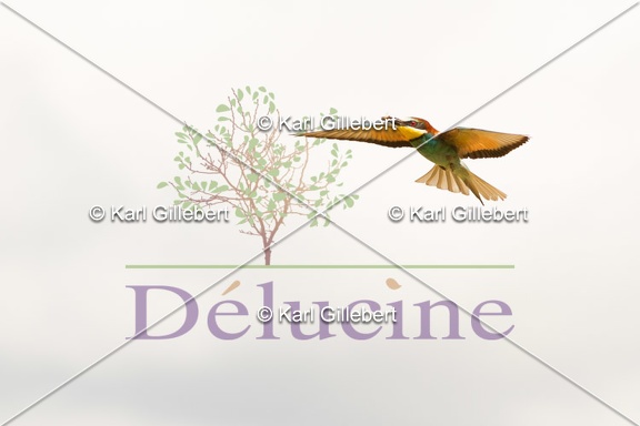 delucine-IMG 3503