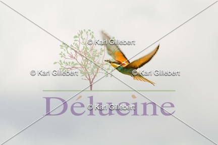 delucine-IMG 3507