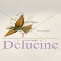 delucine-IMG 3521