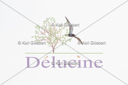 delucine-IMG 2854
