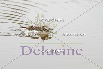 delucine-IMG 5035