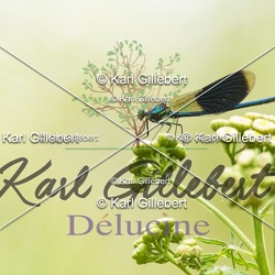 Insectes