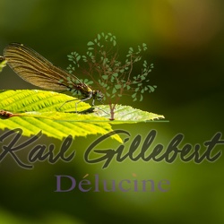 Caloptéryx vierge - Calopteryx virgo