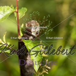 Deilephila porcellus - Petit sphinx de la vigne