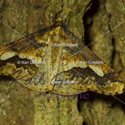 Larerannis aurantiaria - Hibernie orangée