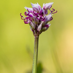 Orchidées