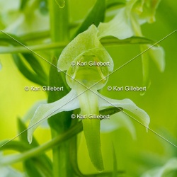 Platanthère à fleurs vertes - Platanthera chlorantha