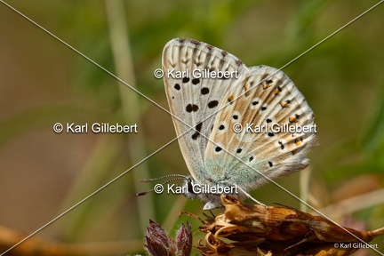 karl-gillebert-argus-bleu-nacre-0117