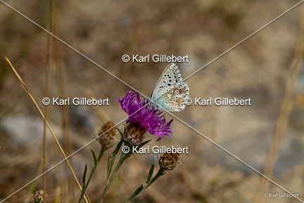 karl-gillebert-argus-bleu-nacre-0746