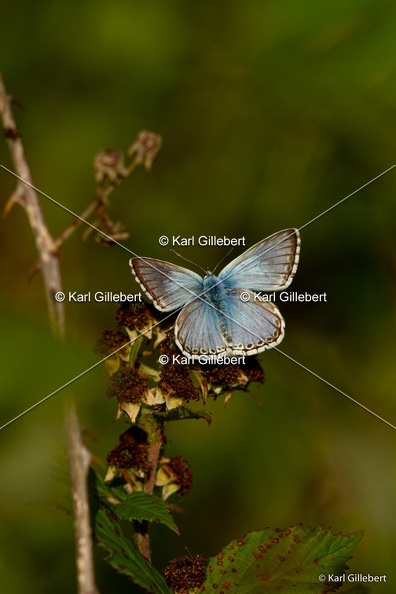 karl-gillebert-argus-bleu-nacre-0914.jpg