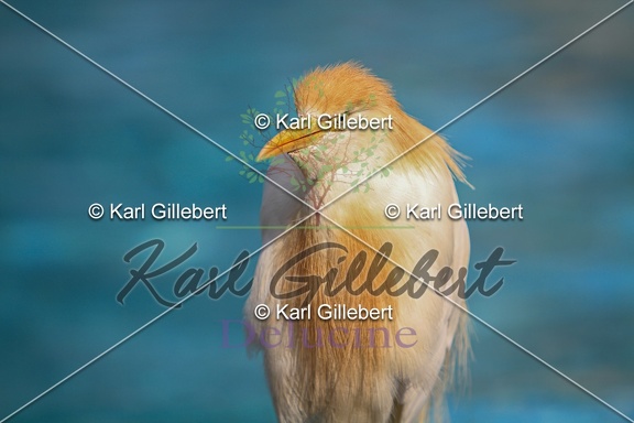 karl-gillebert-heron-garde-boeuf-6952