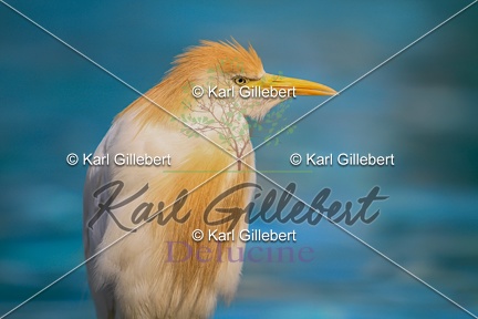 karl-gillebert-heron-garde-boeuf-6959
