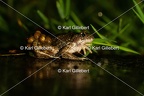 Alyte accoucheur - Alytes obstetricans