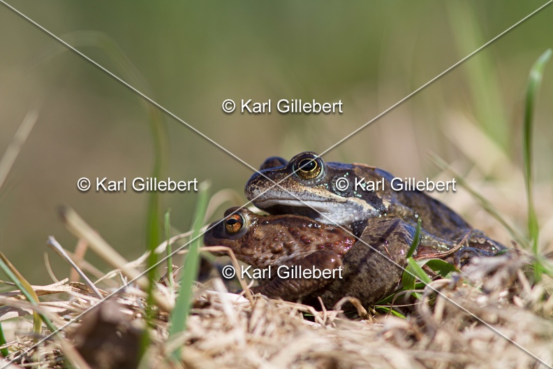 karl-gillebert-crapaud-commun-grenouille-rousse-3362.jpg