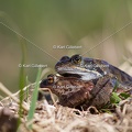 karl-gillebert-crapaud-commun-grenouille-rousse-3362
