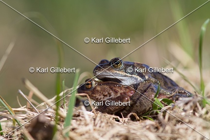 karl-gillebert-crapaud-commun-grenouille-rousse-3362