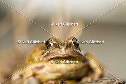 karl-gillebert-grenouille-rousse-1139