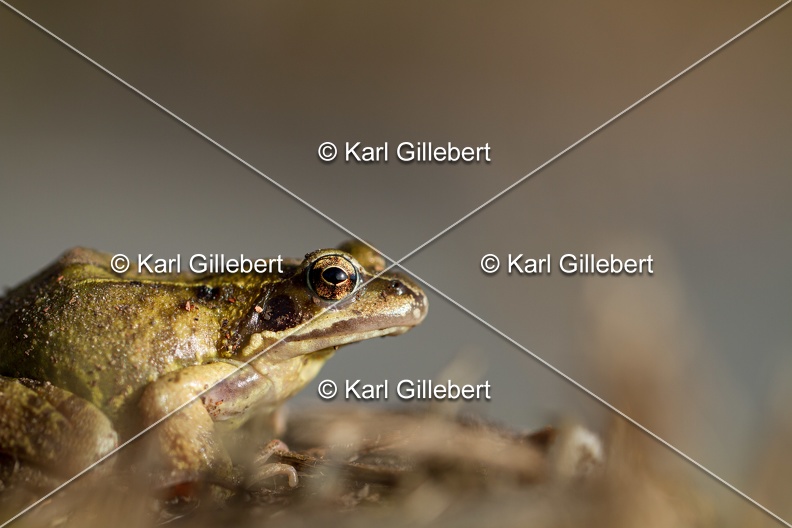 karl-gillebert-grenouille-rousse-1143.jpg