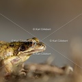 karl-gillebert-grenouille-rousse-1143