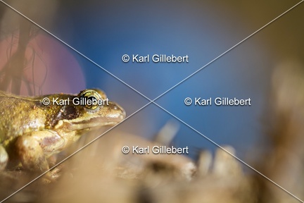 karl-gillebert-grenouille-rousse-1148