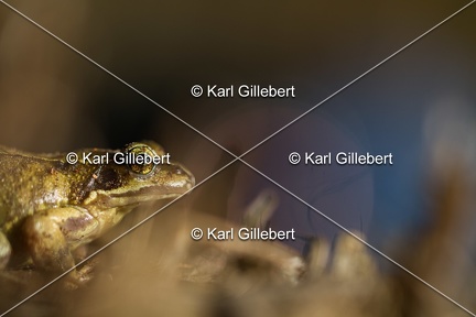 karl-gillebert-grenouille-rousse-1149