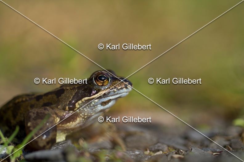 karl-gillebert-grenouille-rousse-1154.jpg