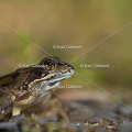 karl-gillebert-grenouille-rousse-1154