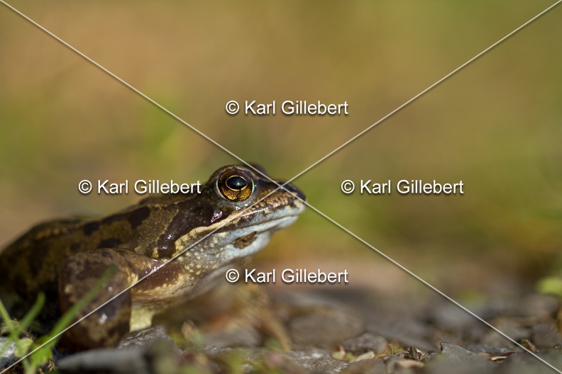 karl-gillebert-grenouille-rousse-1155.jpg