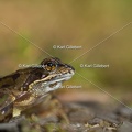 karl-gillebert-grenouille-rousse-1155