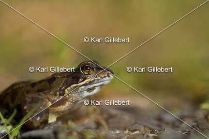 karl-gillebert-grenouille-rousse-1155