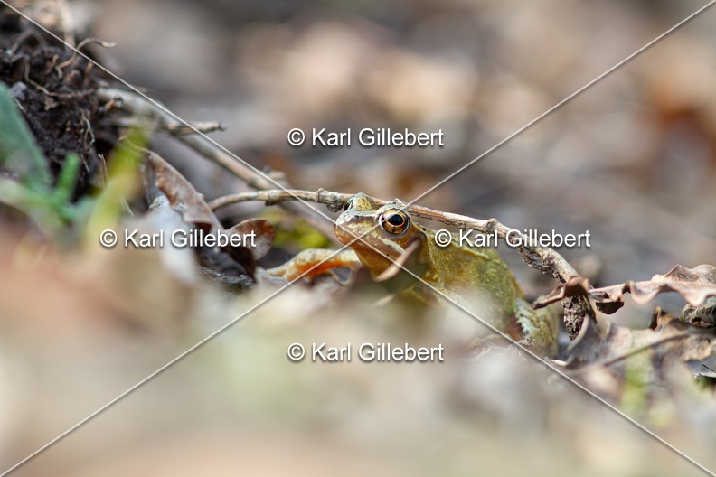 karl-gillebert-grenouille-rousse-3130.jpg