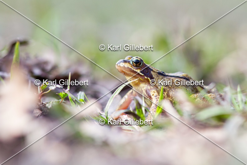 karl-gillebert-grenouille-rousse-3161.jpg