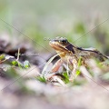 karl-gillebert-grenouille-rousse-3161