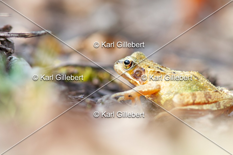 karl-gillebert-grenouille-rousse-3170