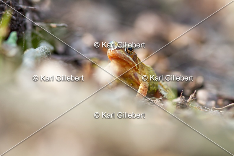 karl-gillebert-grenouille-rousse-3183.jpg