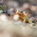 karl-gillebert-grenouille-rousse-3183