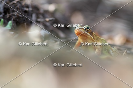 karl-gillebert-grenouille-rousse-3187