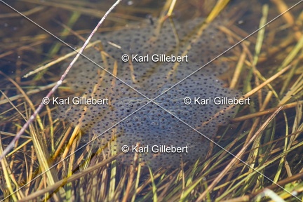 karl-gillebert-grenouille-rousse-3325