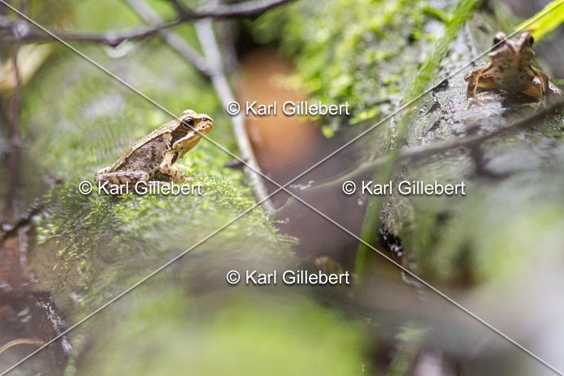 karl-gillebert-grenouille-rousse-5159.jpg