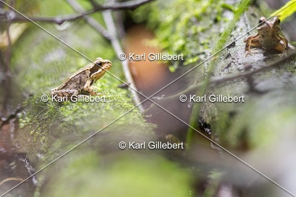 karl-gillebert-grenouille-rousse-5159