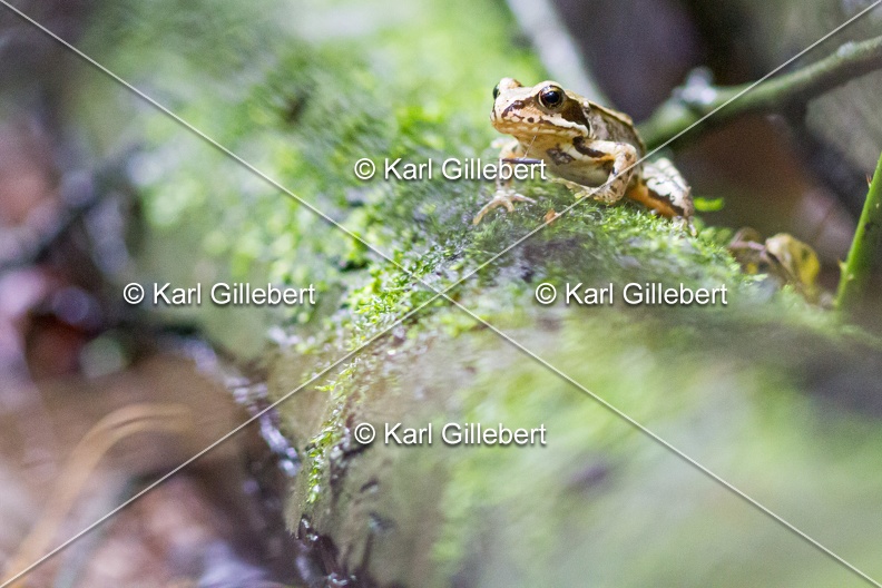 karl-gillebert-grenouille-rousse-5163