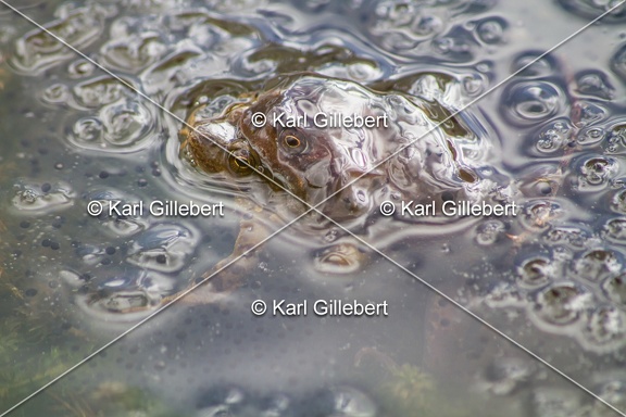 karl-gillebert-grenouille-rousse-5559