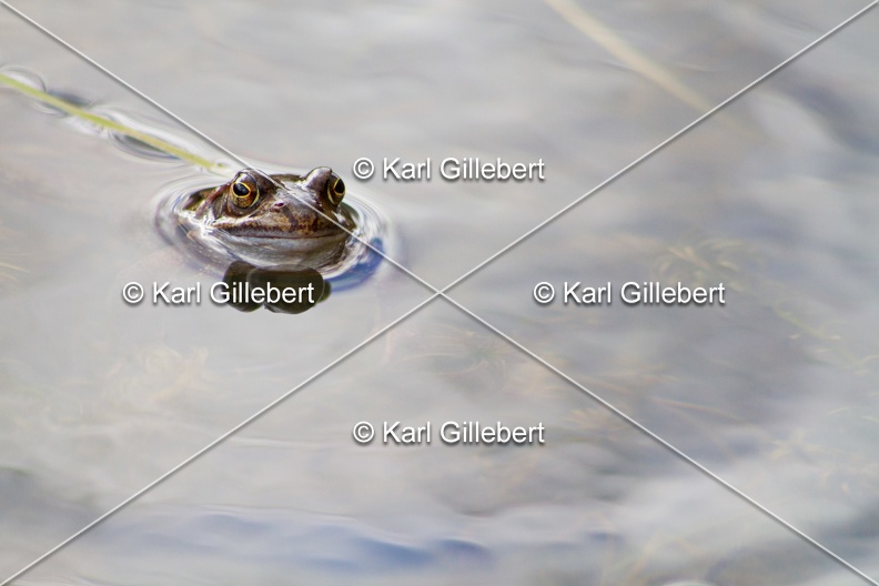 karl-gillebert-grenouille-rousse-5571.jpg